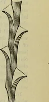 An illustration from The crown of wild olive ; also, Munera pulveris ; Pre-Raphaelitism ; Aratra Pentelici ; The ethics of the dust ; Fiction, fair and foul ; The elements of drawing (1800)