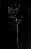 Picture 15 of 57 from The crown of wild olive ; also, Munera pulveris ; Pre-Raphaelitism ; Aratra Pentelici ; The ethics of the dust ; Fiction, fair and foul ; The elements of drawing (1800), leaf 424