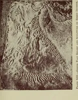 An illustration from The crown of wild olive ; also, Munera pulveris ; Pre-Raphaelitism ; Aratra Pentelici ; The ethics of the dust ; Fiction, fair and foul ; The elements of drawing (1800)