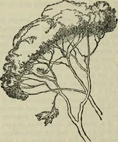 An illustration from The crown of wild olive ; also, Munera pulveris ; Pre-Raphaelitism ; Aratra Pentelici ; The ethics of the dust ; Fiction, fair and foul ; The elements of drawing (1800)