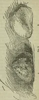 An illustration from The crown of wild olive ; also, Munera pulveris ; Pre-Raphaelitism ; Aratra Pentelici ; The ethics of the dust ; Fiction, fair and foul ; The elements of drawing (1800)