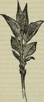 An illustration from The crown of wild olive ; also, Munera pulveris ; Pre-Raphaelitism ; Aratra Pentelici ; The ethics of the dust ; Fiction, fair and foul ; The elements of drawing (1800)