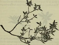 An illustration from The crown of wild olive ; also, Munera pulveris ; Pre-Raphaelitism ; Aratra Pentelici ; The ethics of the dust ; Fiction, fair and foul ; The elements of drawing (1800)