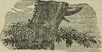 An illustration from The crown of wild olive ; also, Munera pulveris ; Pre-Raphaelitism ; Aratra Pentelici ; The ethics of the dust ; Fiction, fair and foul ; The elements of drawing (1800)