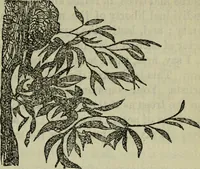An illustration from The crown of wild olive ; also, Munera pulveris ; Pre-Raphaelitism ; Aratra Pentelici ; The ethics of the dust ; Fiction, fair and foul ; The elements of drawing (1800)