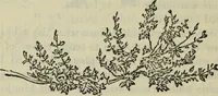 An illustration from The crown of wild olive ; also, Munera pulveris ; Pre-Raphaelitism ; Aratra Pentelici ; The ethics of the dust ; Fiction, fair and foul ; The elements of drawing (1800)