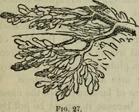 An illustration from The crown of wild olive ; also, Munera pulveris ; Pre-Raphaelitism ; Aratra Pentelici ; The ethics of the dust ; Fiction, fair and foul ; The elements of drawing (1800)