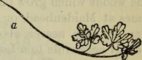 An illustration from The crown of wild olive ; also, Munera pulveris ; Pre-Raphaelitism ; Aratra Pentelici ; The ethics of the dust ; Fiction, fair and foul ; The elements of drawing (1800)