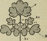 An illustration from The crown of wild olive ; also, Munera pulveris ; Pre-Raphaelitism ; Aratra Pentelici ; The ethics of the dust ; Fiction, fair and foul ; The elements of drawing (1800)