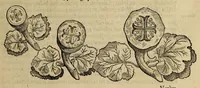 An illustration from Crux triumphans et gloriosa, libris sex : ad sacrae et profanae historiae lucem, et Christianae pietatis augmentum vtilissimis (1617)
