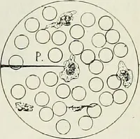 Picture 87 of 143 from The microscope; an introduction to the microscopic methods and to histology (1911), leaf 216