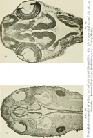 An illustration from The microscope; an introduction to the microscopic methods and to histology (1911)