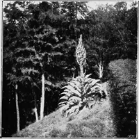 An illustration from The garden that we made (1920)