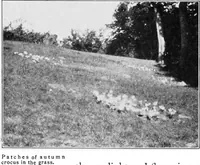 Picture 10 of 77 from The garden that we made (1920), leaf 19