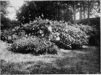 Picture 15 of 77 from The garden that we made (1920), leaf 22