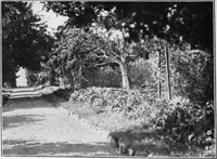 An illustration from The garden that we made (1920)