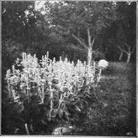 An illustration from The garden that we made (1920)