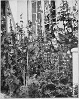 An illustration from The garden that we made (1920)