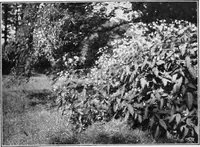 An illustration from The garden that we made (1920)