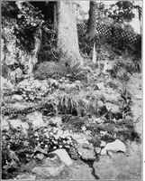 An illustration from The garden that we made (1920)