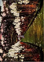 Picture 16 of 19 from Gardens of England (1911), leaf 251