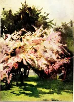 An illustration from Flower grouping in English, Scotch & Irish gardens; notes & 56 sketches in colour (1907)