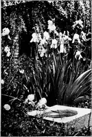 An illustration from The little garden (1921)
