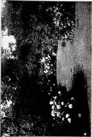 An illustration from The little garden (1921)