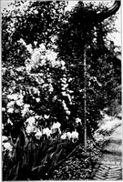 An illustration from The little garden (1921)