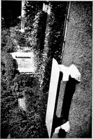 An illustration from The little garden (1921)