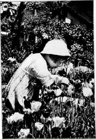 An illustration from The little garden (1921)