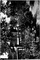 An illustration from The little garden (1921)
