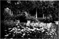 An illustration from The little garden (1921)