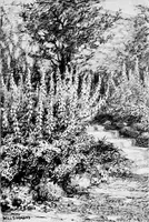 Picture 5 of 9 from My garden (1920), leaf 122