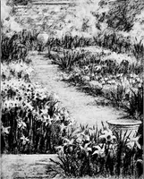 Picture 3 of 9 from My garden (1920), leaf 80