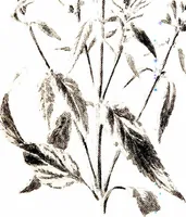 Picture 12 of 51 from That rock-garden of ours (1909), leaf 101