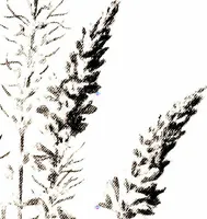 Picture 13 of 51 from That rock-garden of ours (1909), leaf 101