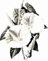 Picture 15 of 51 from That rock-garden of ours (1909), leaf 115