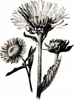 Picture 16 of 51 from That rock-garden of ours (1909), leaf 123