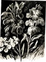 An illustration from That rock-garden of ours (1909)