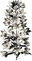 Picture 18 of 51 from That rock-garden of ours (1909), leaf 139