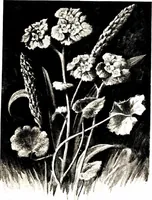 Picture 19 of 51 from That rock-garden of ours (1909), leaf 147
