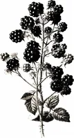 Picture 20 of 51 from That rock-garden of ours (1909), leaf 155