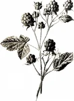Picture 21 of 51 from That rock-garden of ours (1909), leaf 163