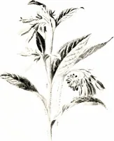 Picture 23 of 51 from That rock-garden of ours (1909), leaf 179