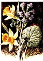Picture 25 of 51 from That rock-garden of ours (1909), leaf 195