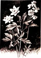 Picture 2 of 51 from That rock-garden of ours (1909), leaf 20