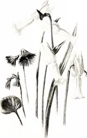 Picture 27 of 51 from That rock-garden of ours (1909), leaf 211