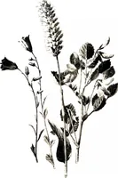 Picture 28 of 51 from That rock-garden of ours (1909), leaf 219