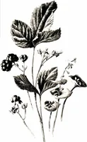 Picture 29 of 51 from That rock-garden of ours (1909), leaf 227